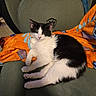 Sylvester joined the competition — help win amazing prizes! cat, black_and_white, fluffy, chair, blanket, orange_blanket, indoor, pet, resting, relaxed, feline, cute, cozy, fur, animal, domestic, comfortable, seated, home, looking