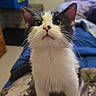 Sylvester is registered to the contest to win money with this photo: kitten, cat, black_and_white, pet, animal, indoor, curious, whiskers, fur, bedroom, blanket, soft, young, cute, small, domestic, feline, looking_up, ears, nose