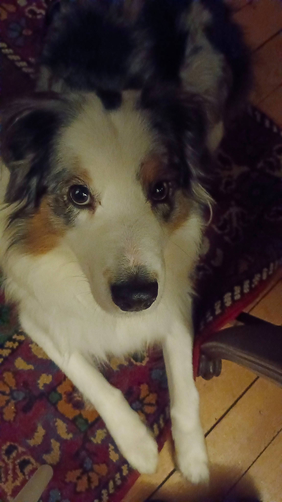 Newt a rejoint le concours — aidez-le/la à gagner de superbes lots ! ancient_dog_breeds, australian_shepherd, bench, canidae, carnivore, companion_dog, dog, dog_breed, flooring, fur, hardwood, herding_dog, puppy, snout, sporting_group, terrestrial_animal, whiskers, wood, working_animal, working_dog