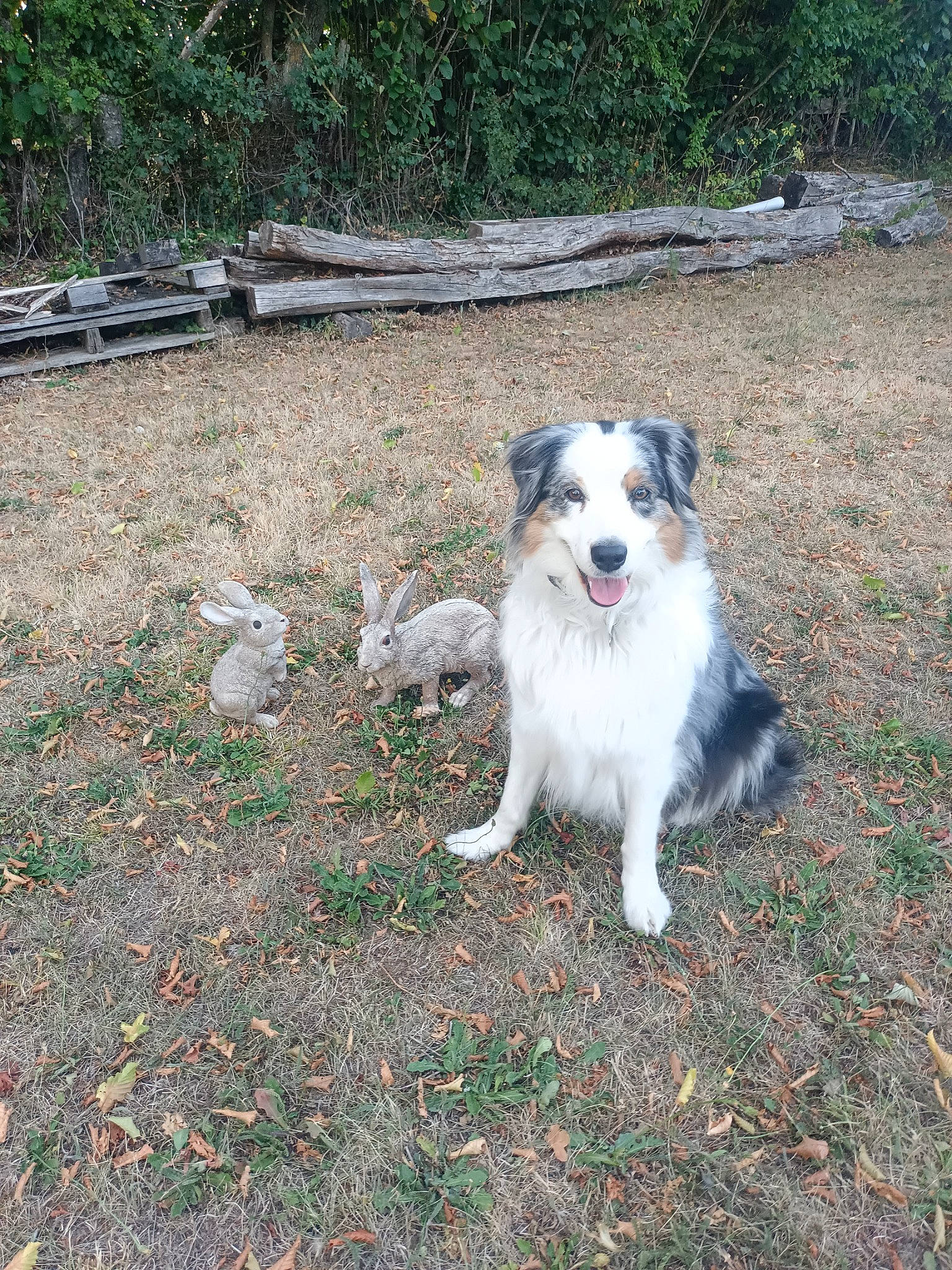 Newt participe au concours pour gagner de l'argent avec cette photo : carnivore, companion_dog, dog, dog_breed, grass, plant, soil, sporting_group, terrestrial_animal, working_dog