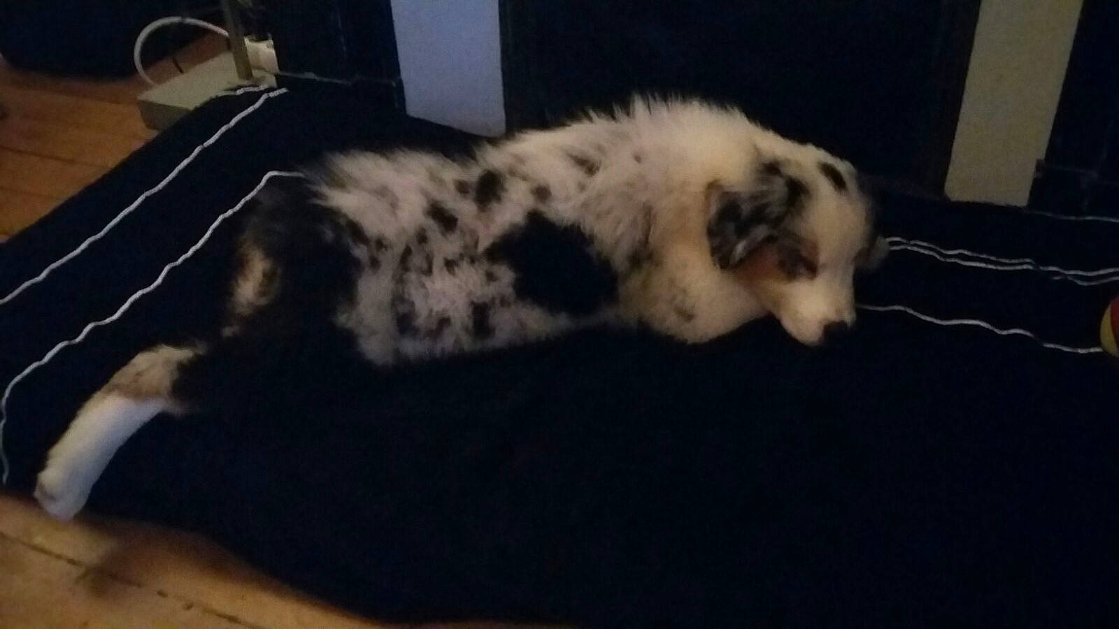 Newt participe au concours pour gagner de l'argent avec cette photo : canidae, carnivore, cat, claw, comfort, companion_dog, dog_breed, domestic_short_haired_cat, felidae, fur, hardwood, nap, paw, small_to_medium_sized_cats, snout, sporting_group, tail, terrestrial_animal, whiskers, wood