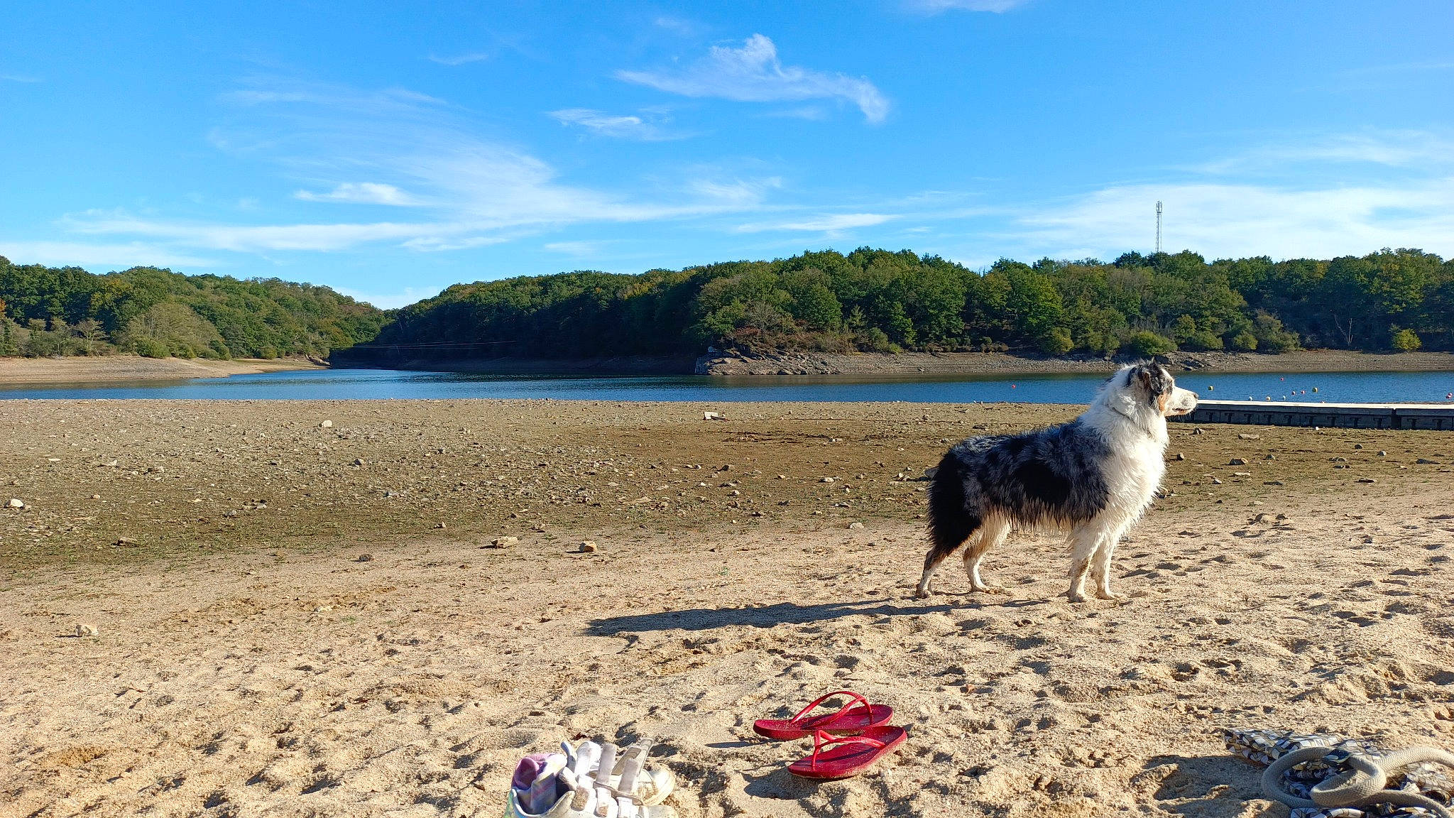 Newt participe au concours pour gagner de l'argent avec cette photo : beach, carnivore, cloud, coast, coastal_and_oceanic_landforms, dog, dog_breed, herding_dog, horizon, lake, landscape, leisure, mountain, natural_landscape, ocean, sand, sky, tree, water, wind_wave