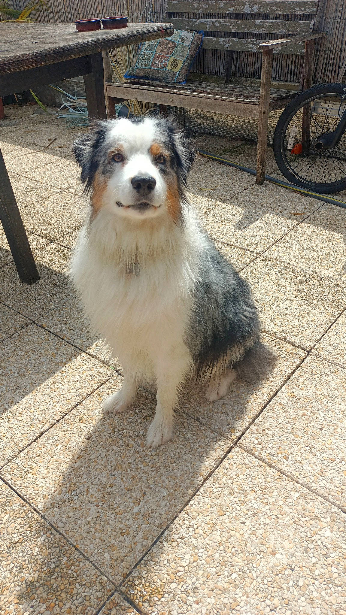 Newt participe au concours pour gagner de l'argent avec cette photo : bicycle, bicycle_tire, bicycle_wheel, bicycle_wheel_rim, canidae, carnivore, companion_dog, dog, dog_breed, flooring, fur, herding_dog, road_surface, snout, sporting_group, terrestrial_animal, tire, wheel, whiskers, working_dog