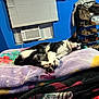 cat, black_and_white, sleeping, blanket, floral_pattern, bed, indoor, blue_wall, air_conditioner, window, shoe_rack, clothes, purse, relaxation, cozy, paw, fur, napping, soft_texture, rest