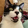 Bandit is registered to the contest to win money with this photo: cat, black_and_white, close_up, whiskers, indoor, curious, open_mouth, fur, pet, animal, eyes, nose, ears, cable, blanket, soft, cozy, domestic, portrait, cute