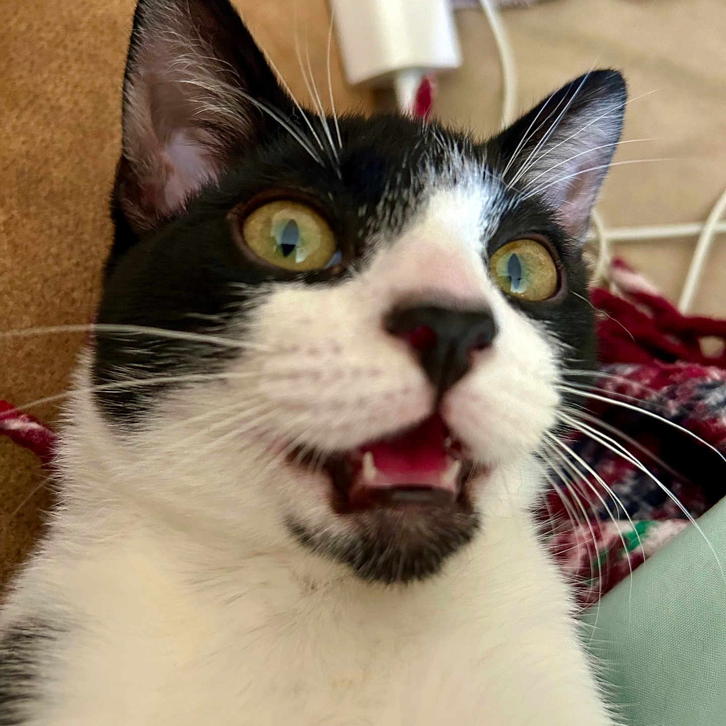 Bandit is registered to the contest to win money with this photo: animal, black_and_white, blanket, cable, cat, close_up, cozy, curious, cute, domestic, ears, eyes, fur, indoor, nose, open_mouth, pet, portrait, soft, whiskers