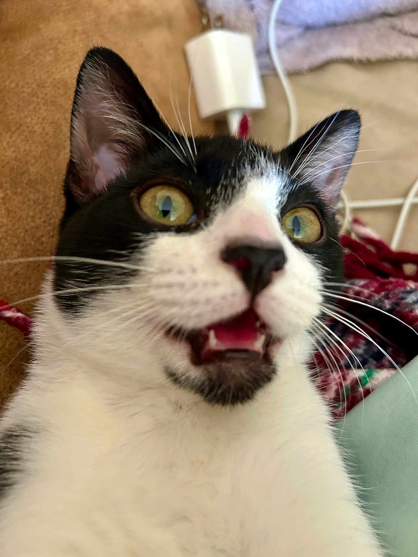 Bandit is registered to the contest to win money with this photo: cat, black_and_white, close_up, whiskers, indoor, curious, open_mouth, fur, pet, animal, eyes, nose, ears, cable, blanket, soft, cozy, domestic, portrait, cute