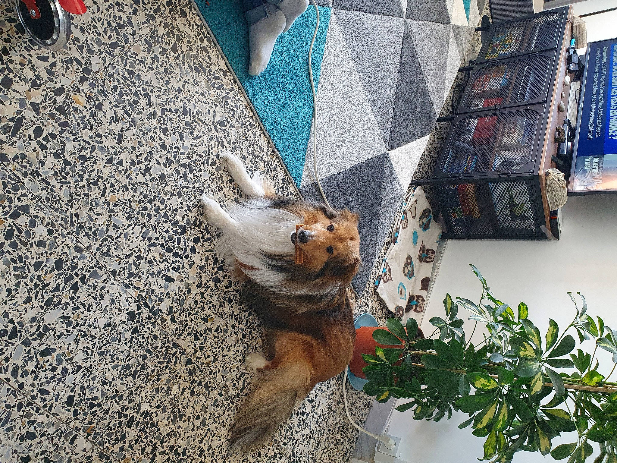 Mac participe au concours pour gagner de l'argent avec cette photo : canidae, carnivore, cat, claw, fawn, felidae, iron, metal, snapshot