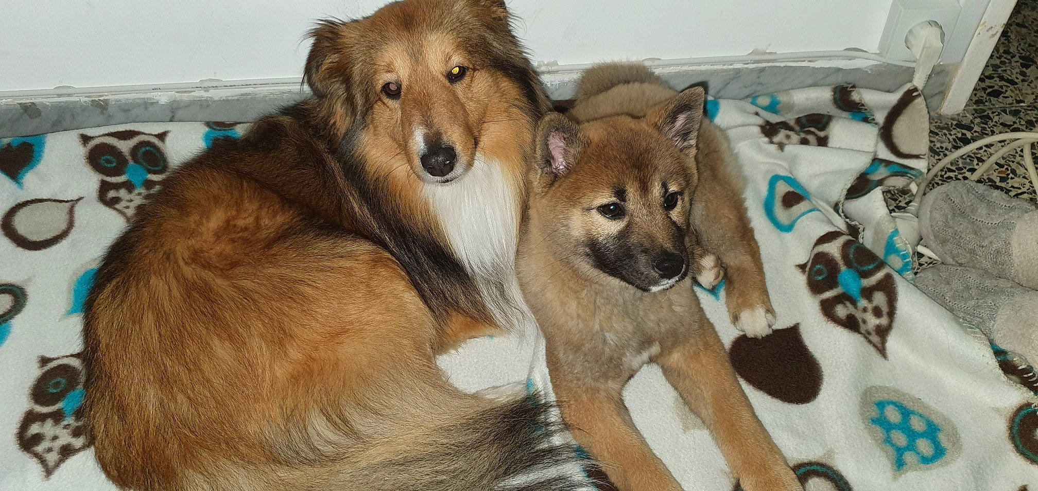 Mac participe au concours pour gagner de l'argent avec cette photo : ancient_dog_breeds, canadian_eskimo_dog, canidae, carnivore, chinook, collie, czechoslovakian_wolfdog, dog, dog_breed, eurasier, fawn, finnish_spitz, greenland_dog, mammal, native_american_indian_dog, shikoku, sulimov_dog, vertebrate, west_siberian_laika, wolfdog