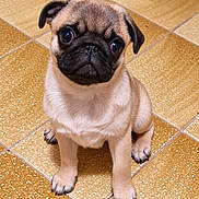 Lucky a rejoint le concours — aidez-le/la à gagner de superbes lots ! adorable, black_muzzle, companion_animal, cute, dog, floor, floppy_ears, front_view, home, indoors, large_eyes, pet, photography, portrait, pug, puppy, sitting, tan_coat, tile_floor, wrinkles