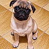 adorable, black_muzzle, companion_animal, cute, dog, floor, floppy_ears, front_view, home, indoors, large_eyes, pet, photography, portrait, pug, puppy, sitting, tan_coat, tile_floor, wrinkles