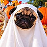 Lucky participe au concours pour gagner de l'argent avec cette photo : animal, autumn, closeup, costume, dog, eyes, face, fall, funny, ghost_costume, halloween, orange, outdoor, pet, portrait, pug, pumpkin, skeleton, spooky, white_sheet
