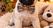 Lucky a rejoint le concours — aidez-le/la à gagner de superbes lots ! blanket, bow_tie, close_up, cozy, cute, decor, dog, heart, indoor, lantern, paw_print, pet, plush_toy, portrait, pug, puppy, sitting, teddy_bear, warm_lighting, wooden_bone