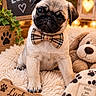blanket, bow_tie, close_up, cozy, cute, decor, dog, heart, indoor, lantern, paw_print, pet, plush_toy, portrait, pug, puppy, sitting, teddy_bear, warm_lighting, wooden_bone