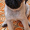 animal, black_face, close_up, cute, dog, fawn_coat, floppy_ears, front_legs, indoor, large_eyes, patterned_background, paws, pet, portrait, pug, puppy, short_hair, sitting, tile_floor, wrinkled_face