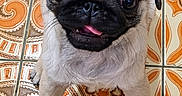 Lucky participe au concours pour gagner de l'argent avec cette photo : pug, puppy, dog, pet, cute, tongue_out, brown, floor, tile, pattern, orange, animal, portrait, small_dog, indoor, looking_up, four_legs, fur, friendly, playful