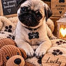 blanket, collar, cozy, cute, decor, dog, heart, indoors, lantern, name_tag, paw_print, pet, plant, portrait, pug, puppy, sitting, teddy_bear, warm_lighting, wooden_sign