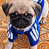 Lucky participe au concours pour gagner de l'argent avec cette photo : pug, puppy, dog, blue_jacket, pet_clothing, floor, tile, patterned_floor, cute, young_dog, animal, indoor, small_dog, looking_up, brown_fur, black_face, ears, four_legs, adorable, companion