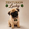 Lucky participe au concours pour gagner de l'argent avec cette photo : puppy, dog, pug, cute, collar, tag, bone_shaped_tag, sitting, beige_background, text_overlay, golden_text, clover, four_leaf_clover, pet, animal, young_dog, adorable, portrait, studio_photo, lucky