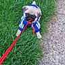 pug, puppy, dog, grass, leash, hoodie, blue, white, outdoor, pet, cute, small, sitting, pathway, nature, animal, young, playful, stubborn, adorable