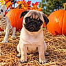 Lucky a rejoint le concours — aidez-le/la à gagner de superbes lots ! animal, autumn, close_up, dog, fall, halloween, hay, leaves, nature, orange, outdoor, pet, portrait, pug, pumpkin, pumpkin_patch, puppy, sitting, skeleton, straw