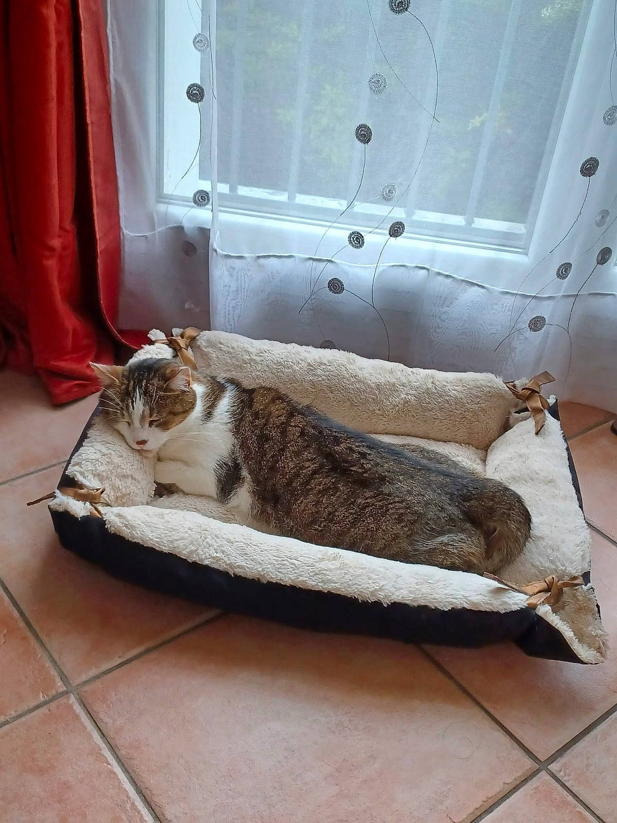 Tigrou a rejoint le concours — aidez-le/la à gagner de superbes lots ! carnivore, cat, chair, comfort, curtain, domestic_short_haired_cat, door, felidae, floor, flooring, fur, grey, hardwood, pet_supply, small_to_medium_sized_cats, table, tail, whiskers, window, wood