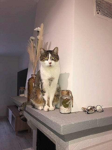 Tigrou participe au concours pour gagner de l'argent avec cette photo : carnivore, cat, ceiling, domestic_short_haired_cat, door, felidae, flooring, fur, grey, hardwood, room, shelf, shelving, sitting, small_to_medium_sized_cats, table, tail, whiskers, window, wood