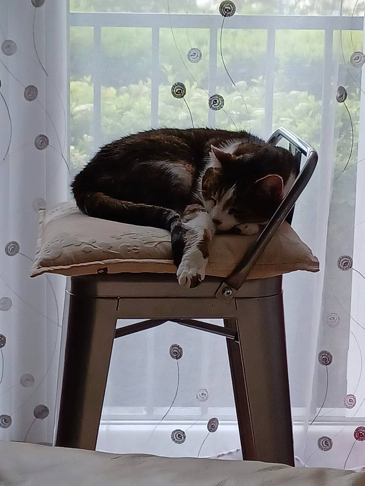Tigrou a rejoint le concours — aidez-le/la à gagner de superbes lots ! cabinetry, carnivore, cat, chair, comfort, companion_dog, couch, felidae, fur, grey, hardwood, home_appliance, interior_design, pet_supply, room, shelving, small_to_medium_sized_cats, tail, window, wood