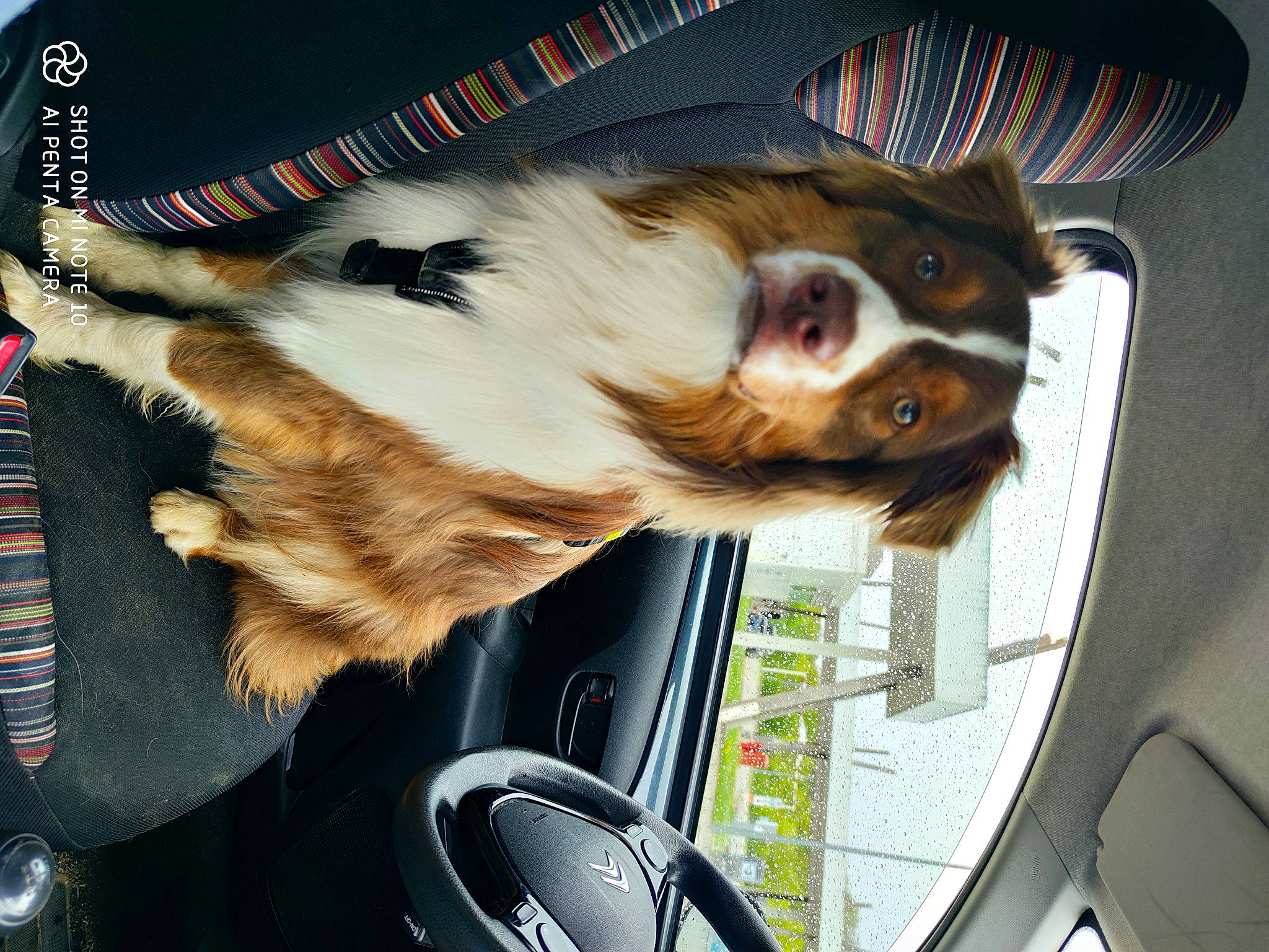 Biggie a rejoint le concours — aidez-le/la à gagner de superbes lots ! auto_part, automotive_exterior, automotive_mirror, automotive_window_part, carnivore, collar, companion_dog, dog, dog_breed, eyewear, family_car, fur, rear_view_mirror, snout, sporting_group, vehicle, vehicle_door, whiskers, window, windshield