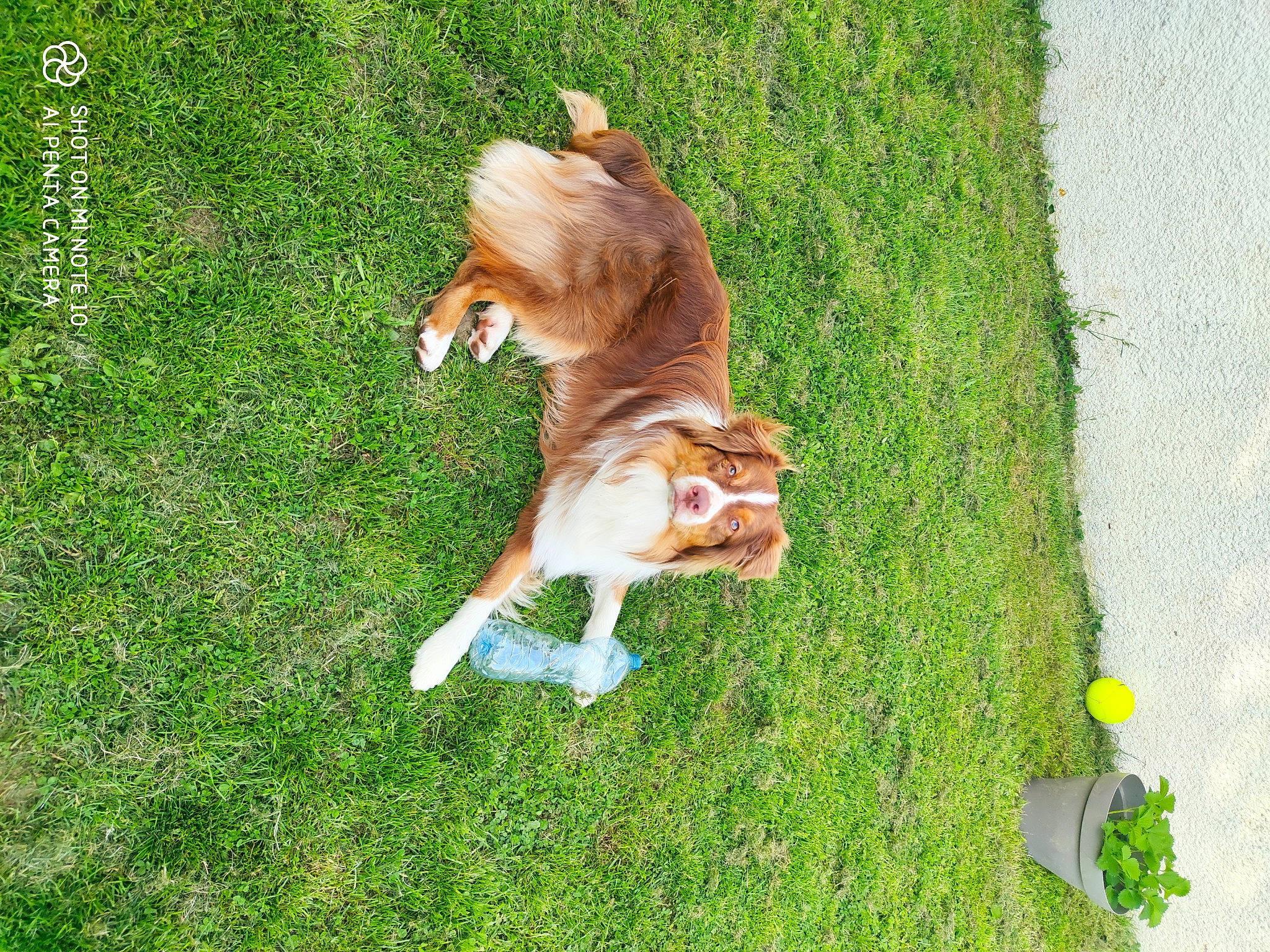 Biggie a rejoint le concours — aidez-le/la à gagner de superbes lots ! art, canidae, carnivore, cavalier_king_charles_spaniel, companion_dog, dog, dog_breed, dog_sports, fawn, grass, grassland, groundcover, lawn, pasture, plant, rough_collie, sporting_group, tail, wildlife, working_dog