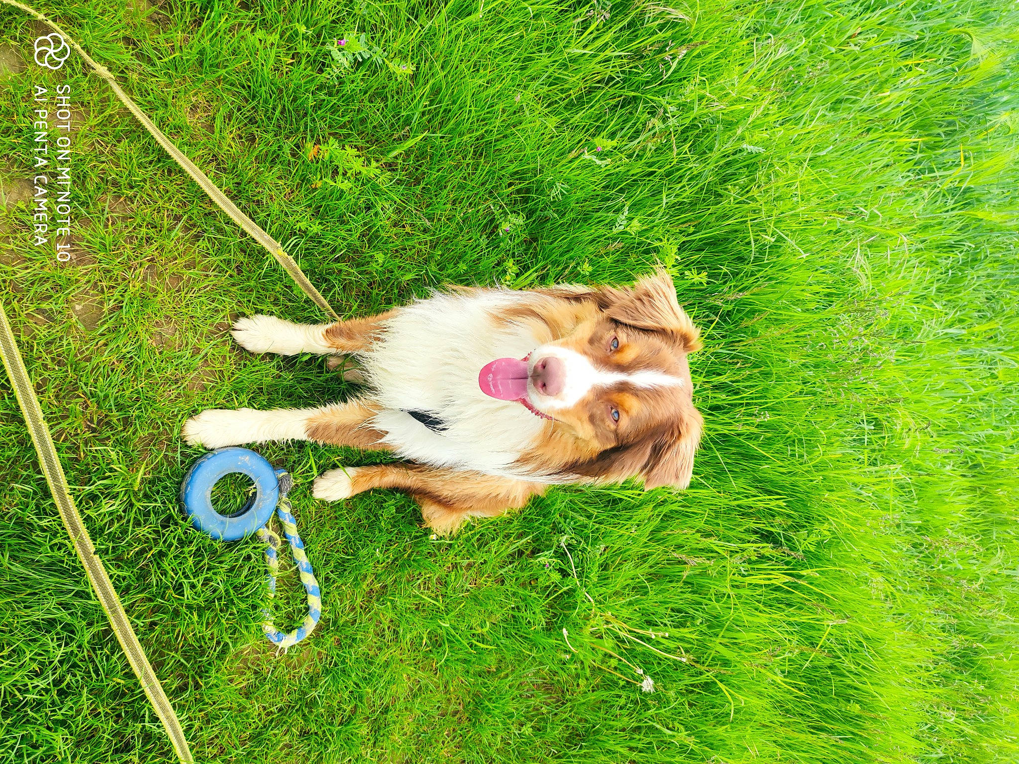 Biggie participe au concours pour gagner de l'argent avec cette photo : carnivore, collar, companion_dog, dog, dog_breed, fawn, felidae, fur, german_spitz, grass, grassland, lawn, leash, pasture, plant, recreation, small_to_medium_sized_cats, spitz, tail, toy