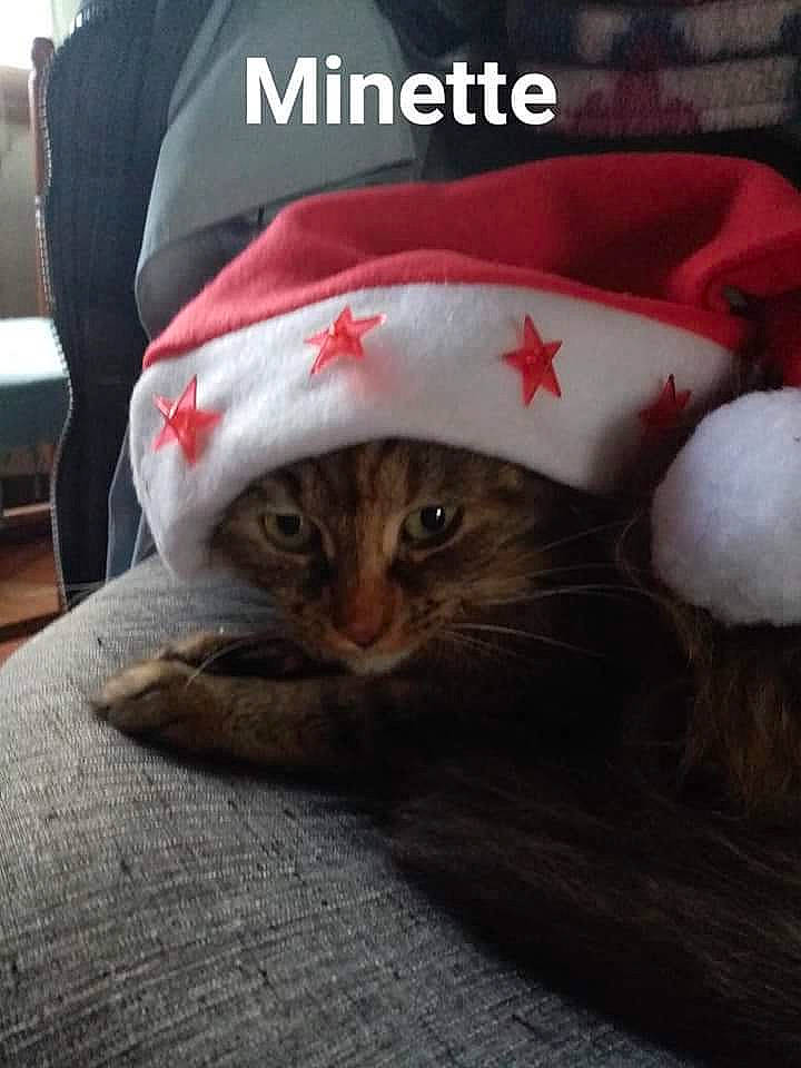 Minette participe au concours pour gagner de l'argent avec cette photo : cap, carnivore, cat, comfort, costume_hat, eye, fashion_accessory, fawn, felidae, fur, happy, hat, small_to_medium_sized_cats, snout, sun_hat, tail, textile, tree, vertebrate, whiskers