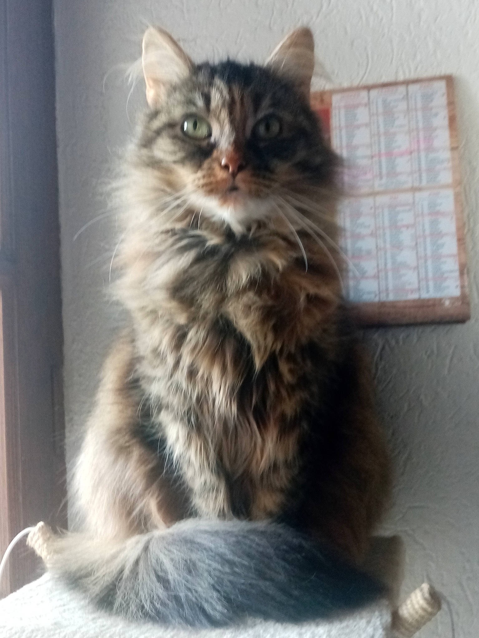 Minette
