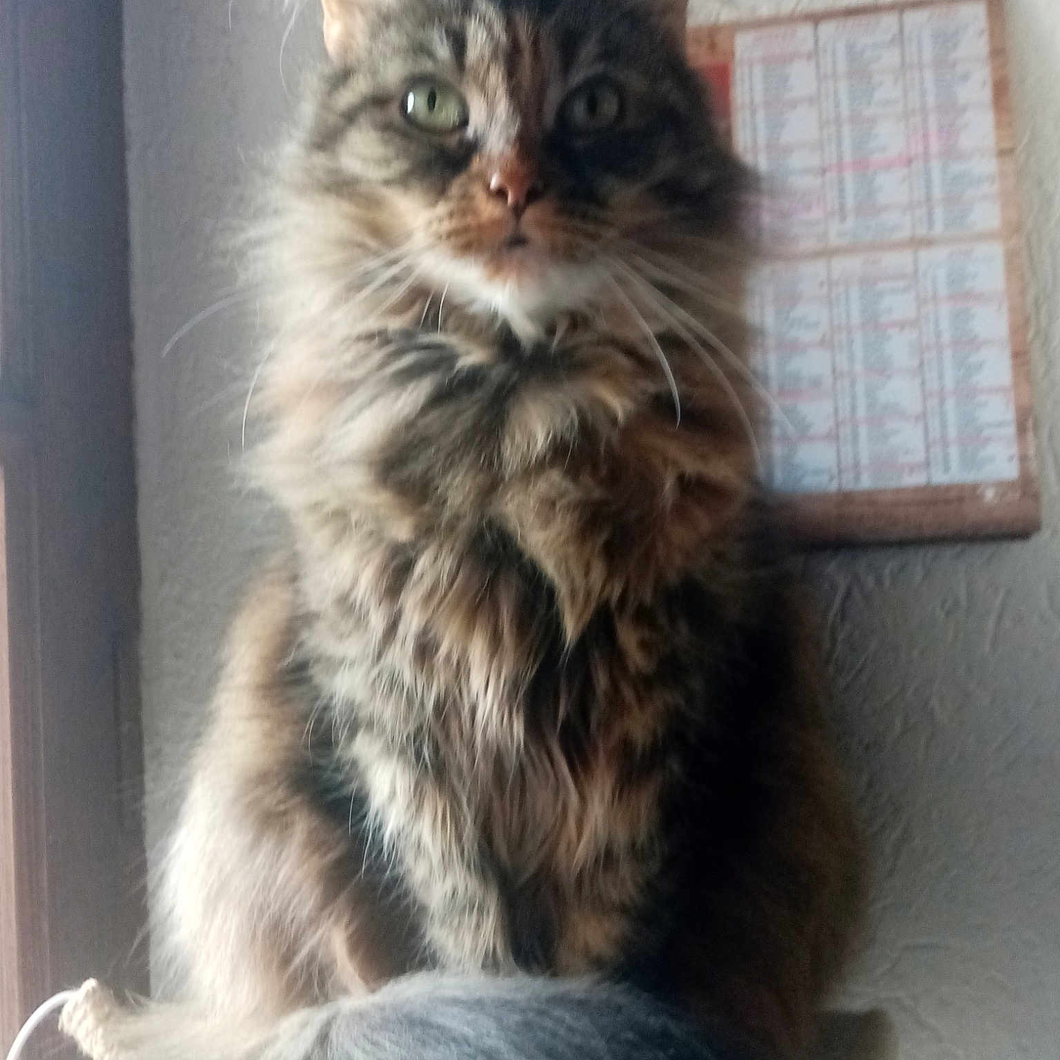 Minette
