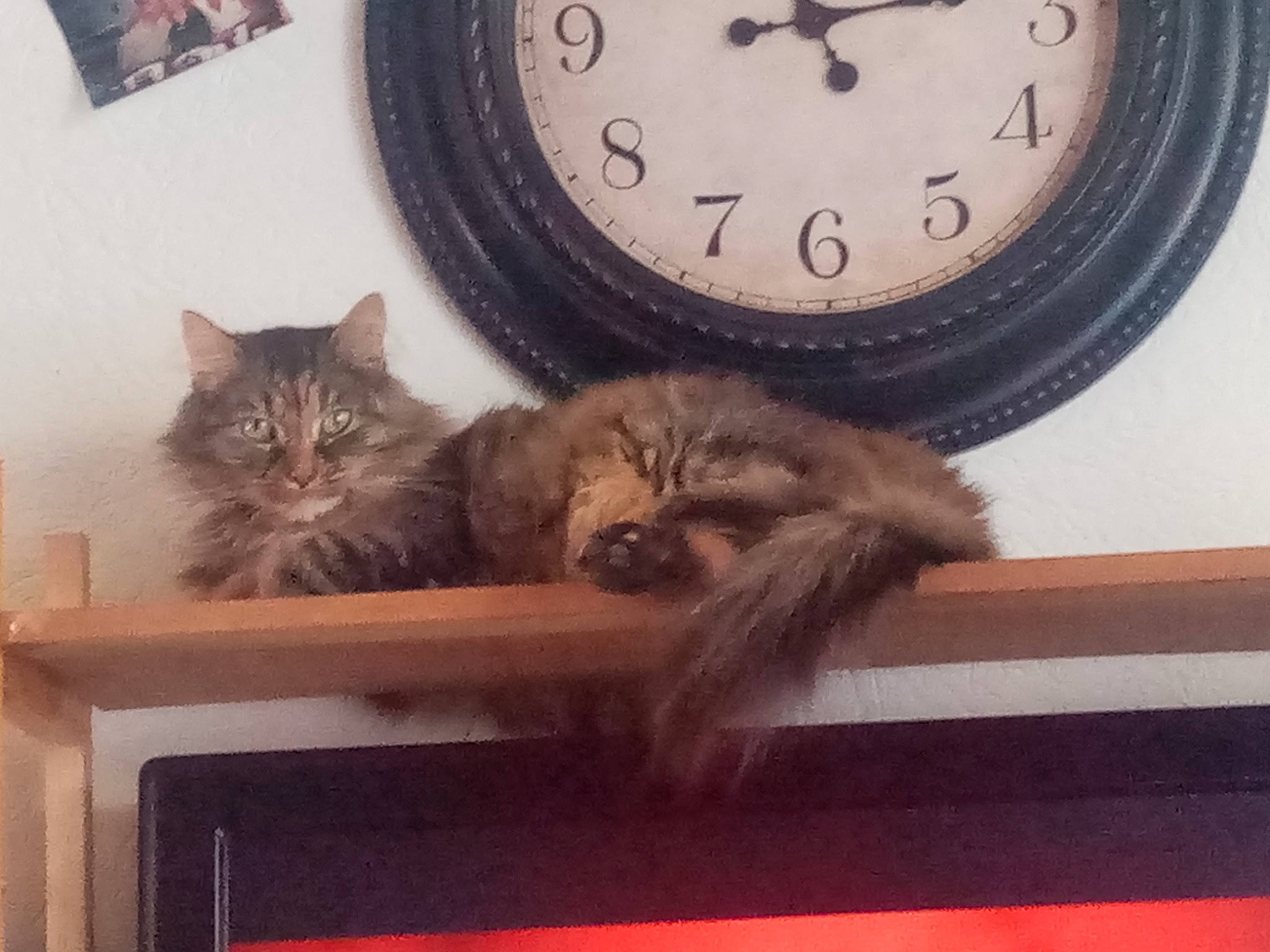 Minette participe au concours pour gagner de l'argent avec cette photo : carnivore, cat, clock, comfort, domestic_short_haired_cat, drawer, felidae, flooring, furniture, grey, hardwood, light, plant, quartz_clock, small_to_medium_sized_cats, table, tail, whiskers, window, wood
