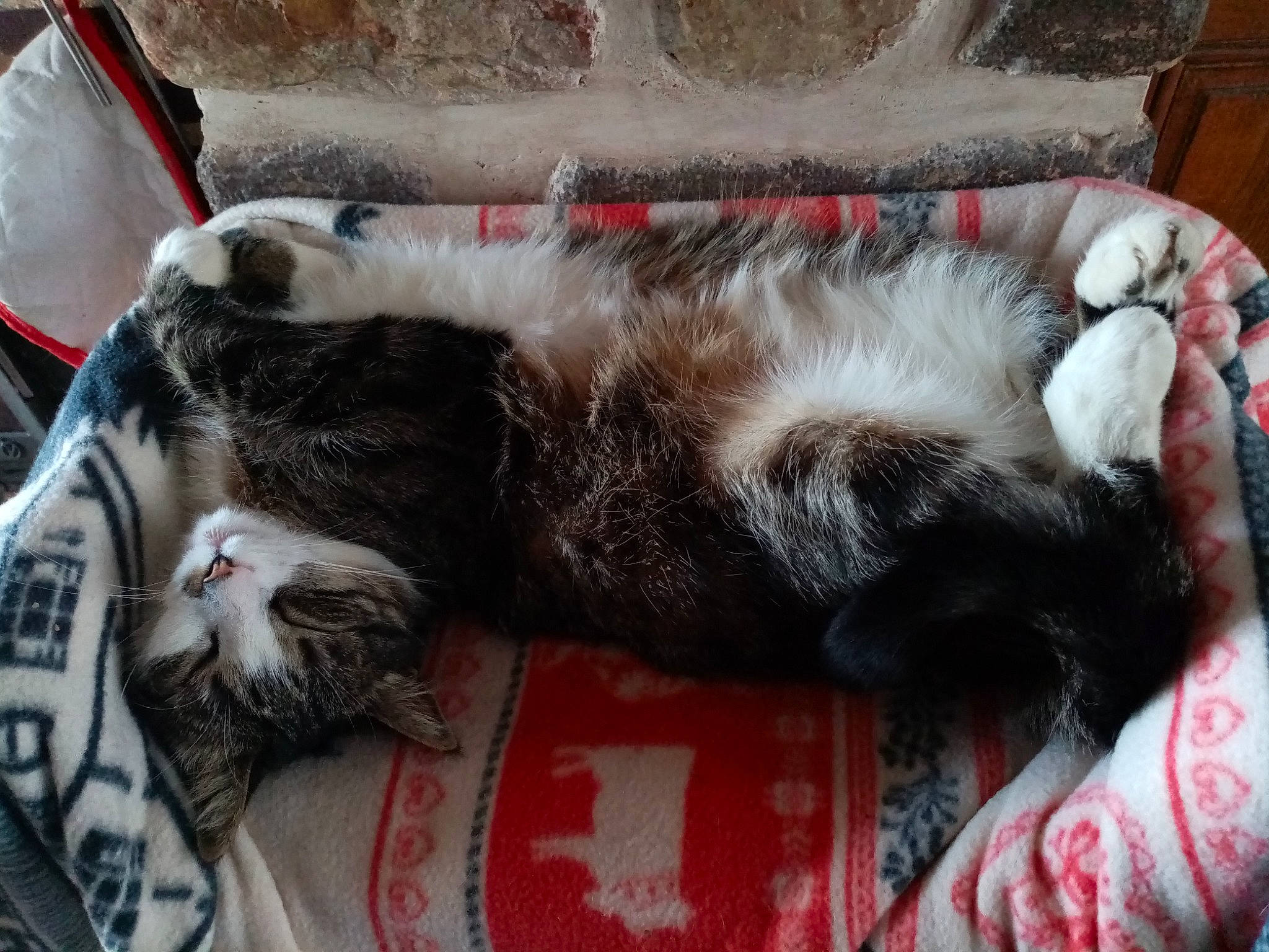 Loulou a rejoint le concours — aidez-le/la à gagner de superbes lots ! carnivore, cat, claw, comfort, domestic_short_haired_cat, felidae, fur, nap, paw, small_to_medium_sized_cats, snout, sporting_group, tail, textile, whiskers