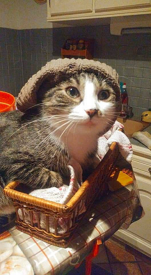 Loulou a rejoint le concours — aidez-le/la à gagner de superbes lots ! basket, box, carnivore, cat, cat_supply, domestic_short_haired_cat, fawn, felidae, fur, pet_supply, sitting, small_to_medium_sized_cats, snout, storage_basket, whiskers, wicker