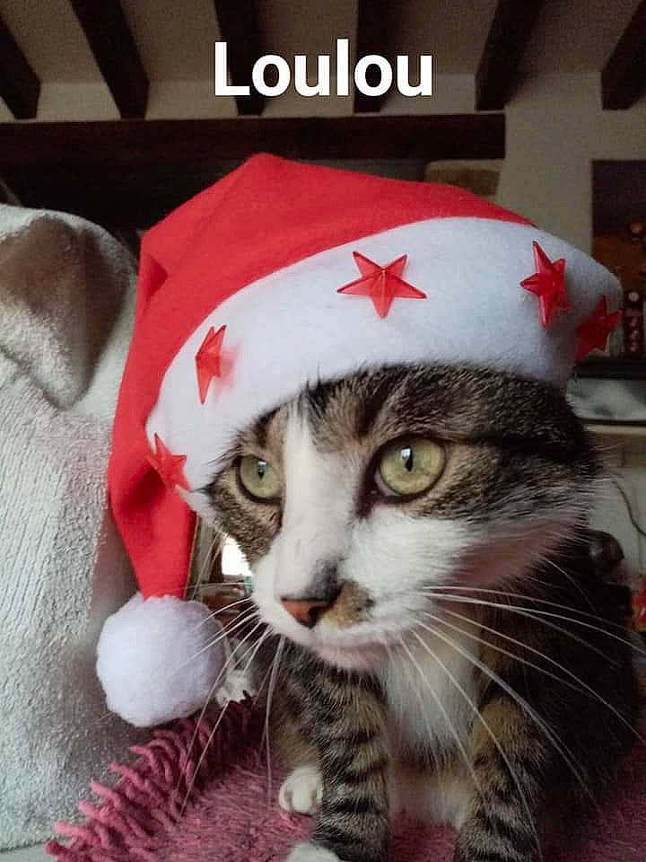 Loulou a rejoint le concours — aidez-le/la à gagner de superbes lots ! carmine, carnivore, cat, christmas, claw, domestic_short_haired_cat, event, felidae, fur, hat, holiday, paw, photo_caption, plant, small_to_medium_sized_cats, snout, tail, whiskers, white, window