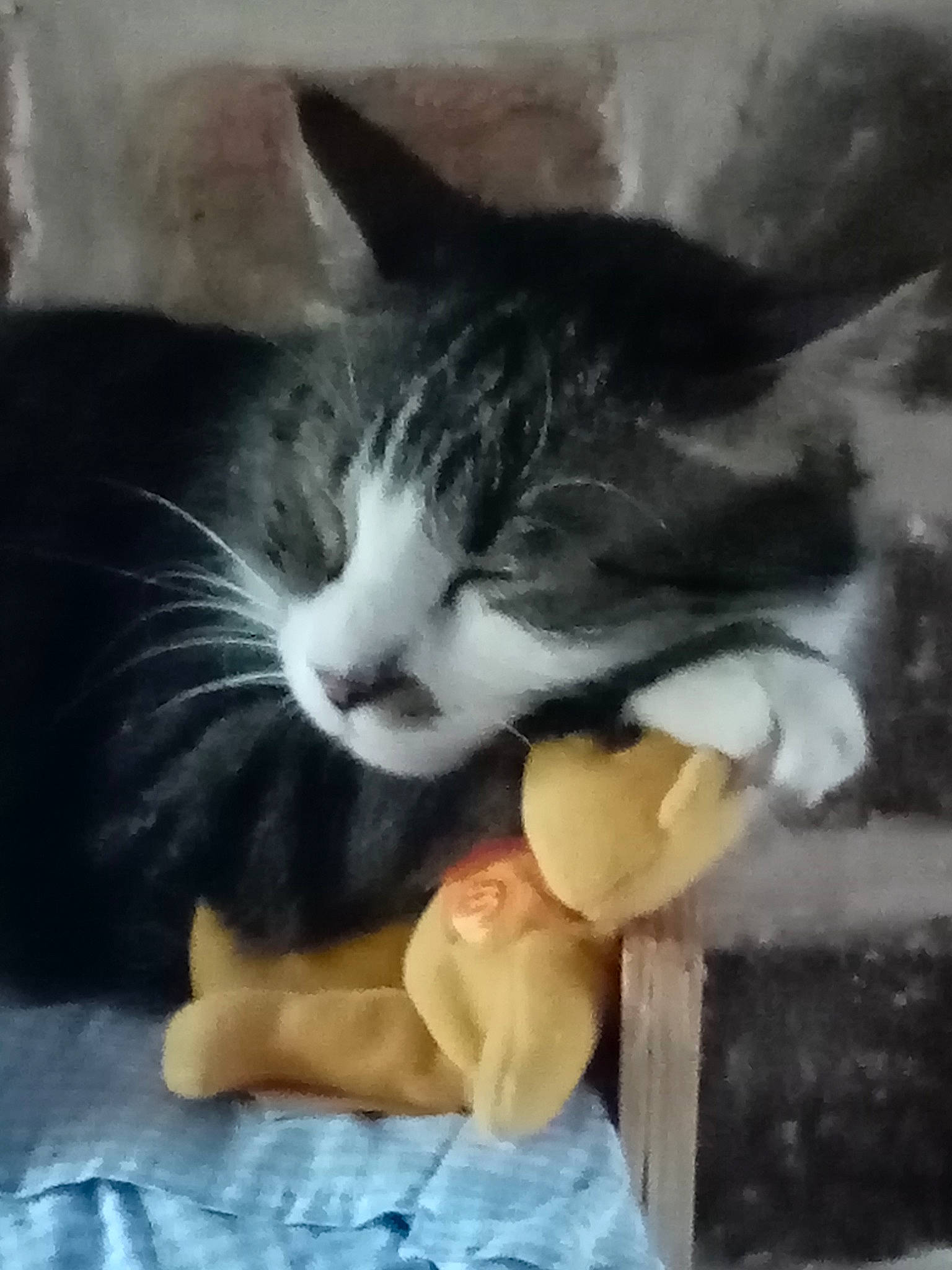 Loulou participe au concours pour gagner de l'argent avec cette photo : carnivore, cat, claw, cloud, comfort, domestic_short_haired_cat, eye, felidae, fur, gesture, mammal, paw, sky, small_to_medium_sized_cats, snout, tail, vertebrate, whiskers, window, wood