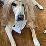 dog, golden_retriever, long_hair, wig, costume, funny, humorous, lying_down, parquet_floor, indoor, pet, animal, snout, nose, paws, tissue, person, shoes, phone_screenshot, portrait