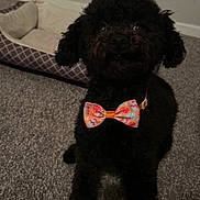 Bally joined the competition — help win amazing prizes! accessory, animal, black_dog, bow_tie, canine, carpet, companion, cozy, cute, dog, dog_bed, floor, furry, home, indoor, pet, portrait, sitting, small_dog, waiting