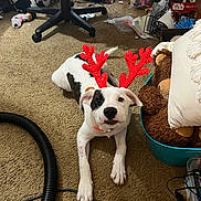 Charlie joined the competition — help win amazing prizes! puppy, dog, carpet, antlers, toy, stuffed_animal, basket, chair, floor, black_and_white, playful, pet, indoor, holiday, festive, cute, animal, collar, antler_accessory, messy_room