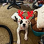 puppy, dog, carpet, antlers, toy, stuffed_animal, basket, chair, floor, black_and_white, playful, pet, indoor, holiday, festive, cute, animal, collar, antler_accessory, messy_room