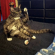 Hazel is registered to the contest to win money with this photo: animal, bedroom, black_blanket, blanket, cat, curtain, domestic, dressing_table, furniture, indoor, looking_away, paw, pet, raised_leg, relaxed, sitting, tabby_cat, toy, white_paws, yellow_eyes