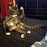 animal, bedroom, black_blanket, blanket, cat, curtain, domestic, dressing_table, furniture, indoor, looking_away, paw, pet, raised_leg, relaxed, sitting, tabby_cat, toy, white_paws, yellow_eyes