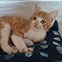 kitten, cat, orange_tabby, white_fur, pet, animal, indoor, blanket, cozy, cute, fur, lying_down, resting, young, small, domestic_cat, bedroom, soft, curious, closeup