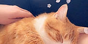 Azrael participe au concours pour gagner de l'argent avec cette photo : animal, calm, cat, closeup, comfort, cozy, cute, flower_petals, fur, hand, indoor, lap, orange_cat, peaceful, pet, relaxation, rest, sleeping, soft_light, white_cat