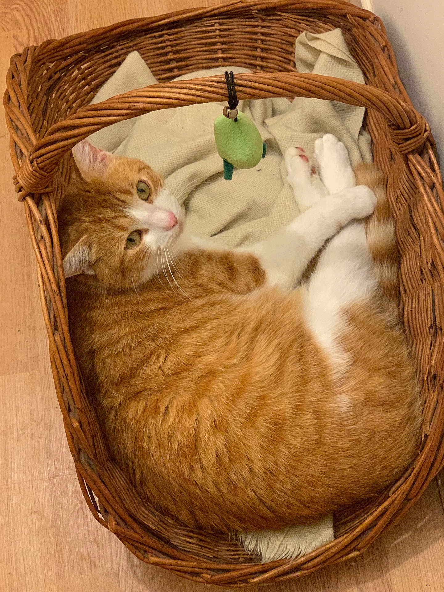 Azrael participe au concours pour gagner de l'argent avec cette photo : cat, orange_cat, white_cat, wicker_basket, basket, toy, green_toy, floor, wood_floor, cozy, relaxed, pet, animal, fur, whiskers, paws, sleepy, cute, indoor, resting