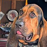 Lola joined the competition — help win amazing prizes! animal, black, brown, canine, close_up, collar, cute, dog, ears, expression, face, fur, indoor, pet, portrait, scale, tag, tongue, vintage, wood