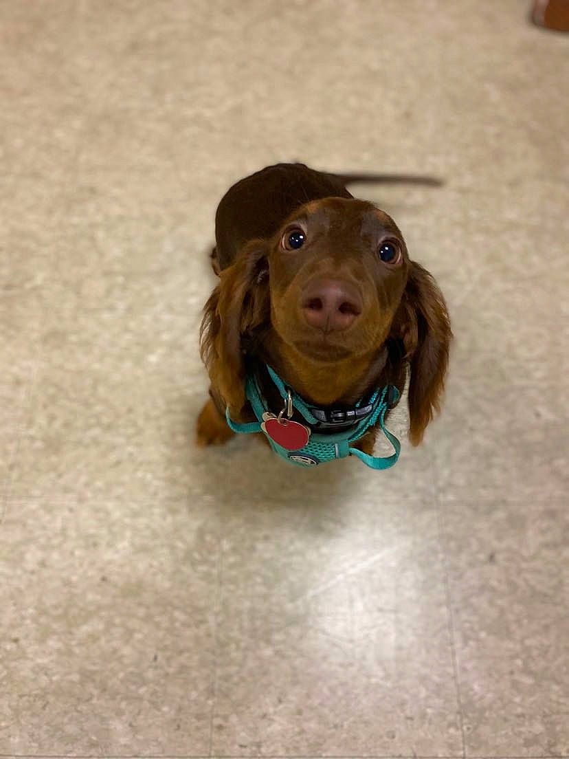 Franky is registered to the contest to win money with this photo: brown_hair, canidae, carnivore, companion_dog, dachshund, dog, dog_breed, fawn, flooring, fur, hair, liver, puppy, snout, sporting_group, toy, wood, working_animal